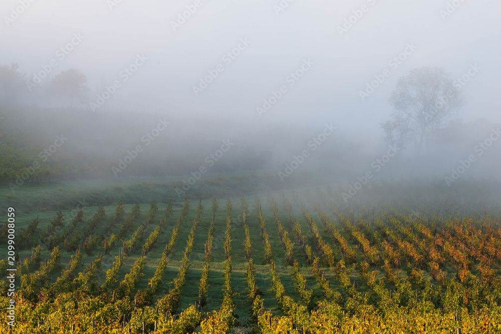 Obraz premium Scenic aerial view of a vineyard shrouded in morning mist. Ideal for wine industry marketing, travel brochures, and concepts of tranquility and growth.