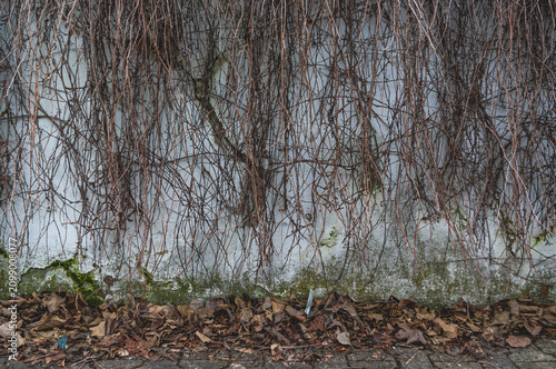 фотографія Wand mit Pflanzenranken und herabgefallenen Blättern