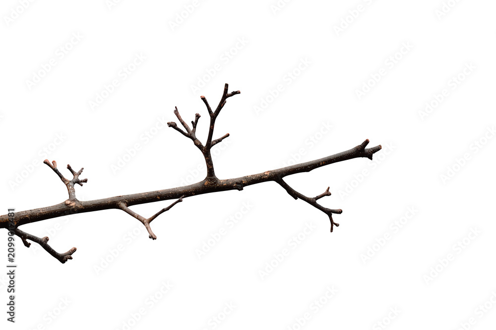 Obraz premium Leafless tree branch showing new buds for spring on transparent background representing growth and season change