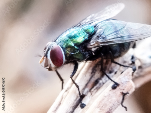 Tableau sur toile Cochliomyia hominivorax, the New World screw-worm fly, or screw-worm for short, is a species of parasitic fly that is well known for the way in which its larvae (maggots) eat the living tissue