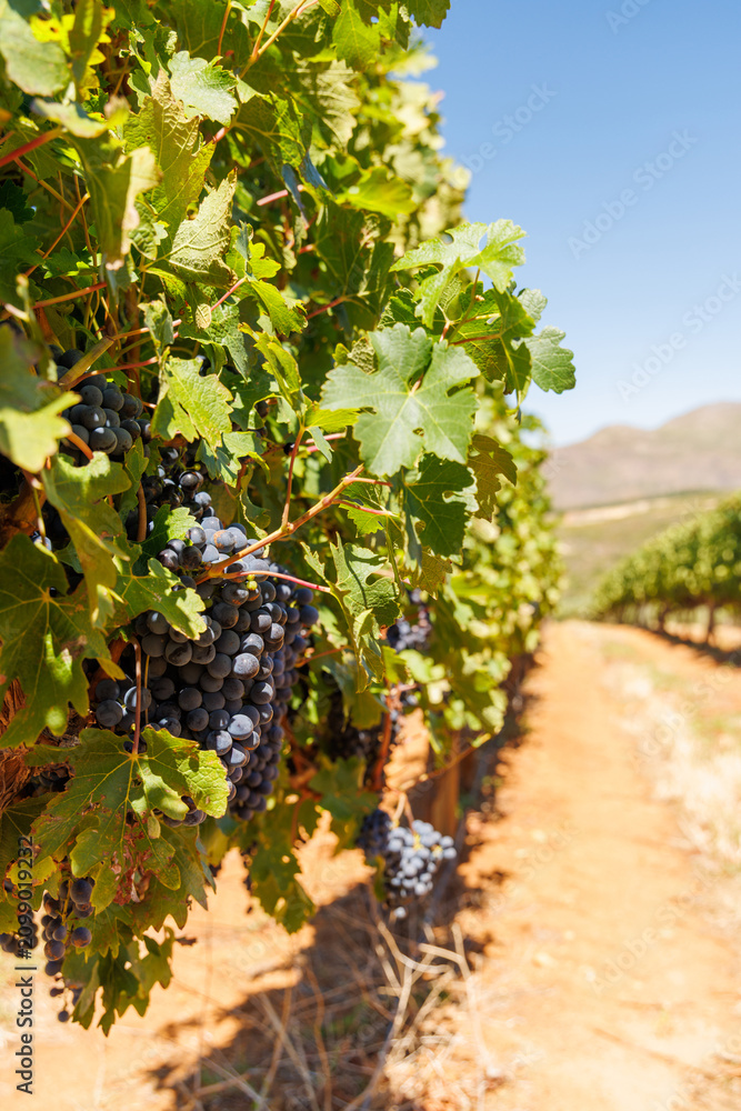 Obraz premium Ripe grapes on vine in South African vineyard