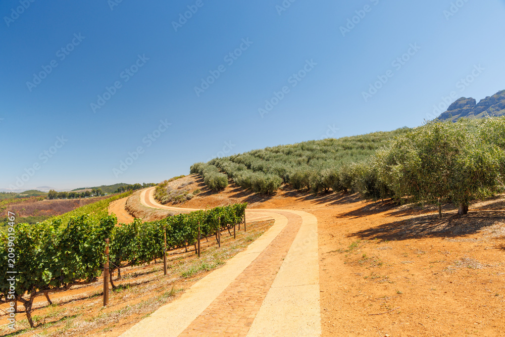 Obraz premium Winery road between vineyards and olive grove