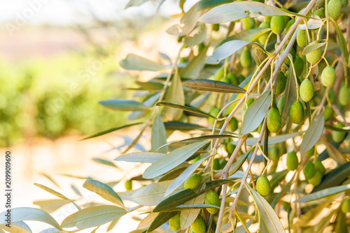 Olive trees on a sunny day