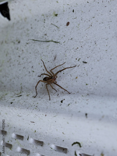 фотографія Rabid Wolf Spider Resting on White Outdoor Surface