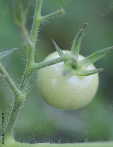 du jardin au marché 4