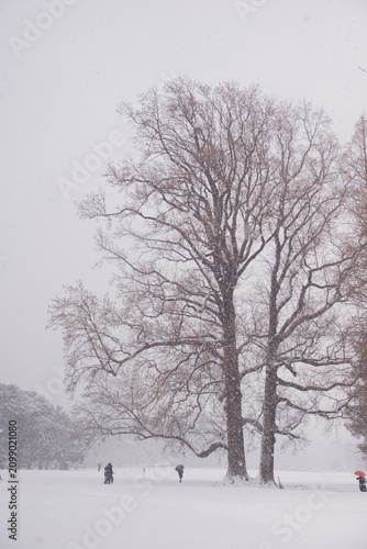 Принти на полотні 雪原に並木が立ち並び人々が歩く静かな冬の風景  
Serene winter landscape with tall snowy trees and peopl