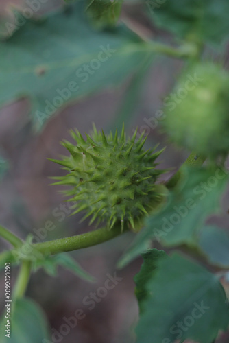 du jardin au marché 3