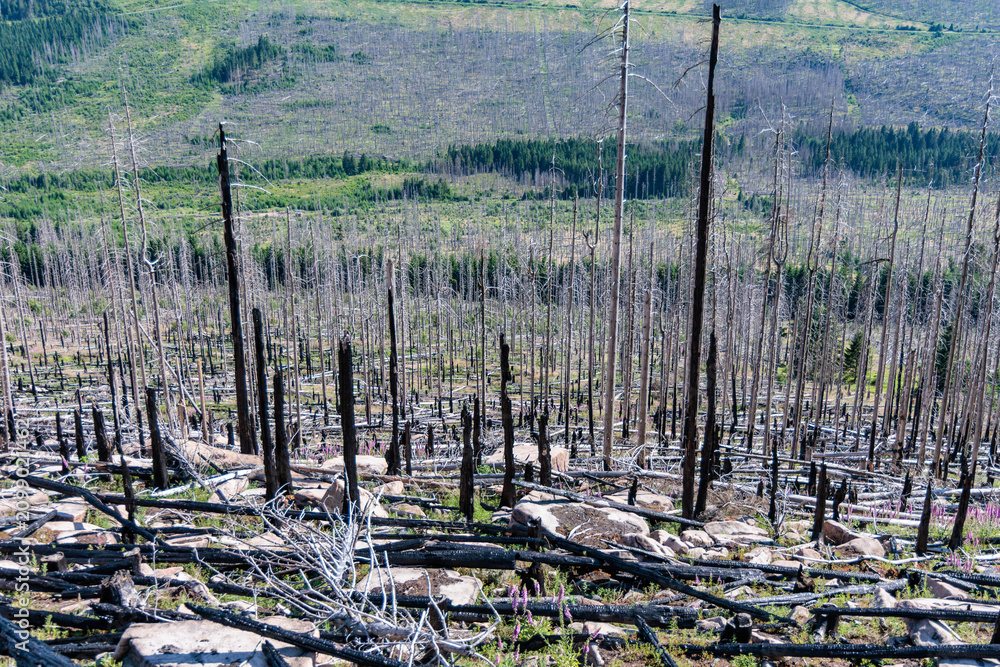 Obraz premium Devastated mountain slope with charred black tree trunks and dead spruce trees after a forest fire in Harz National Park, Germany.