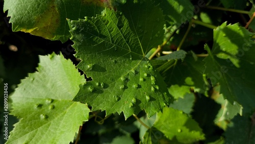 Tableau sur toile Grapevine leaf infected with grape erineum mite (Eriophyes vitis), showing typical blister-like galls and swelling on the surface in a vineyard