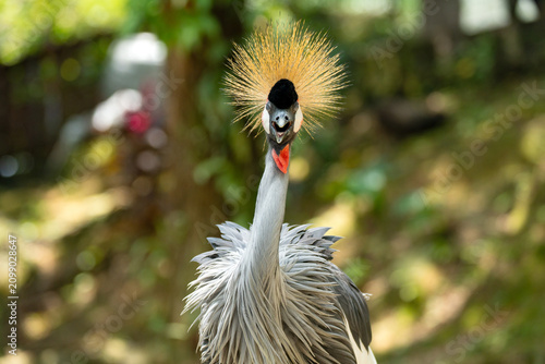 Obraz na plátně Grey crowned crane