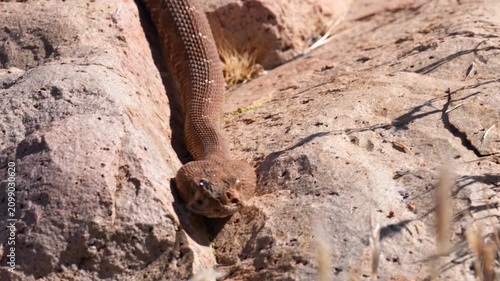 Dangerous Serpant Close Up
