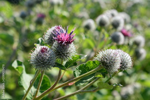 Obraz na płótnie Burdock Plant with Purple Flowers and Burrs in Meadow Arctium