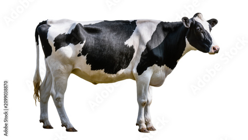 Billede på lærred Black and white Holstein Friesian cow standing, isolated on transparent backgrou
