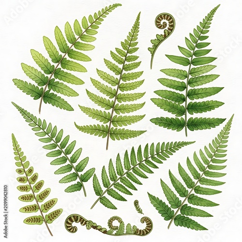 Detailed Green Fern Frond Botanical Illustration Arranged on White Background