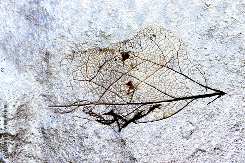 Leaf skeleton covered in ice.
