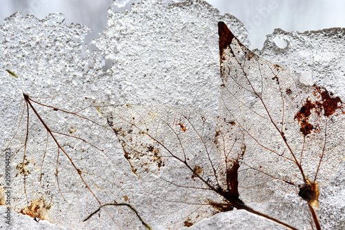 Leaf skeleton covered in ice.