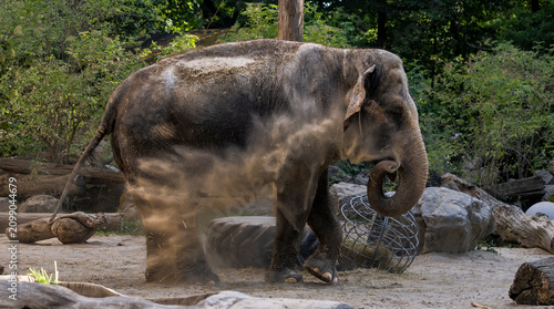 Asian elephant walking through a drifting cloud of sand after dust bathing in a modern zoo habitat, capturing authentic wildlife behavior and dramatic movement without significant copy space
