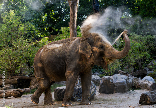 Asian elephant spraying sand into the air with its trunk while eating hay in a zoo enclosure, capturing energetic enrichment behavior with open copy space for creative wildlife designs