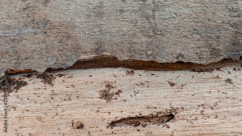 Photos Weathered wood shows signs of decay and age