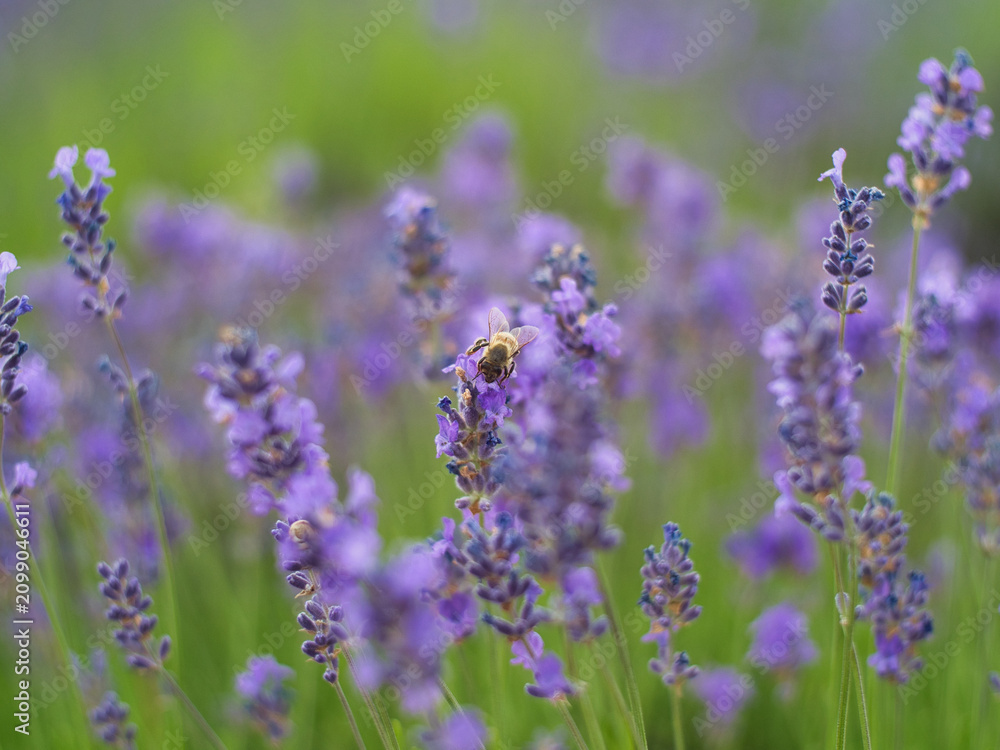 Obraz premium Lavender flower close-up with bee on it