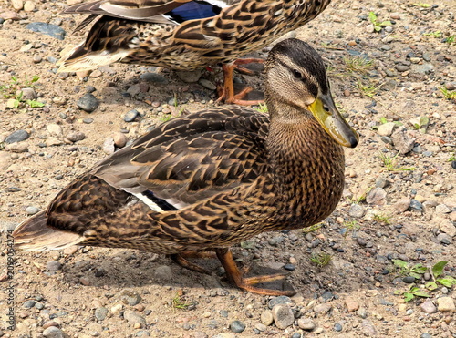 a duck with brown and black spots on its body, standing on the ground among rocks and grass.