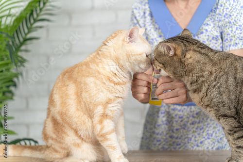 Quadro su tela Close up of gray Scottish and orange American Shorthair cats enjoying creamy pet