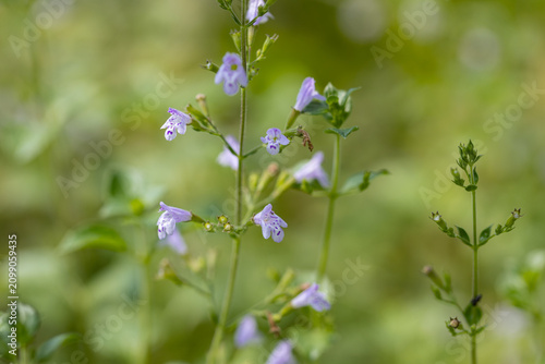 Photos Purple flowers of Clinopodium nepeta (nepetella) growing in nature