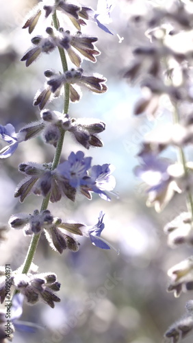 Naklejka Delicate blue salvia flowers illuminated by soft backlight, creating a dreamy atmosphere with glowing edges and creamy bokeh. Close-up botanical photography highlighting the beauty of blooming flowers