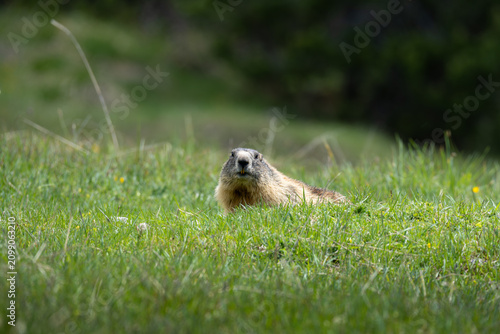 Alpine marmot peeking from green grass in a natural mountain habitat