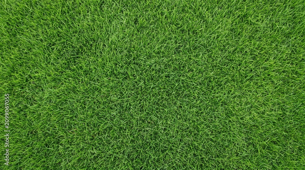 Fototapeta premium Lush green grass texture, vibrant lawn background for landscaping. Fresh summer meadow field, natural turf surface for sports and gardening
