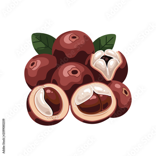 Canvastavla Bunch of Ripe Java Plum Fruits Vector Illustration