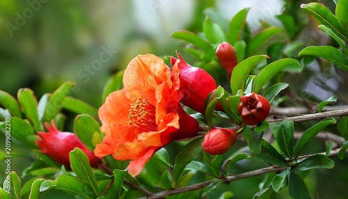 Vibrant Pomegranate Flowers And Buds On A Green Bush