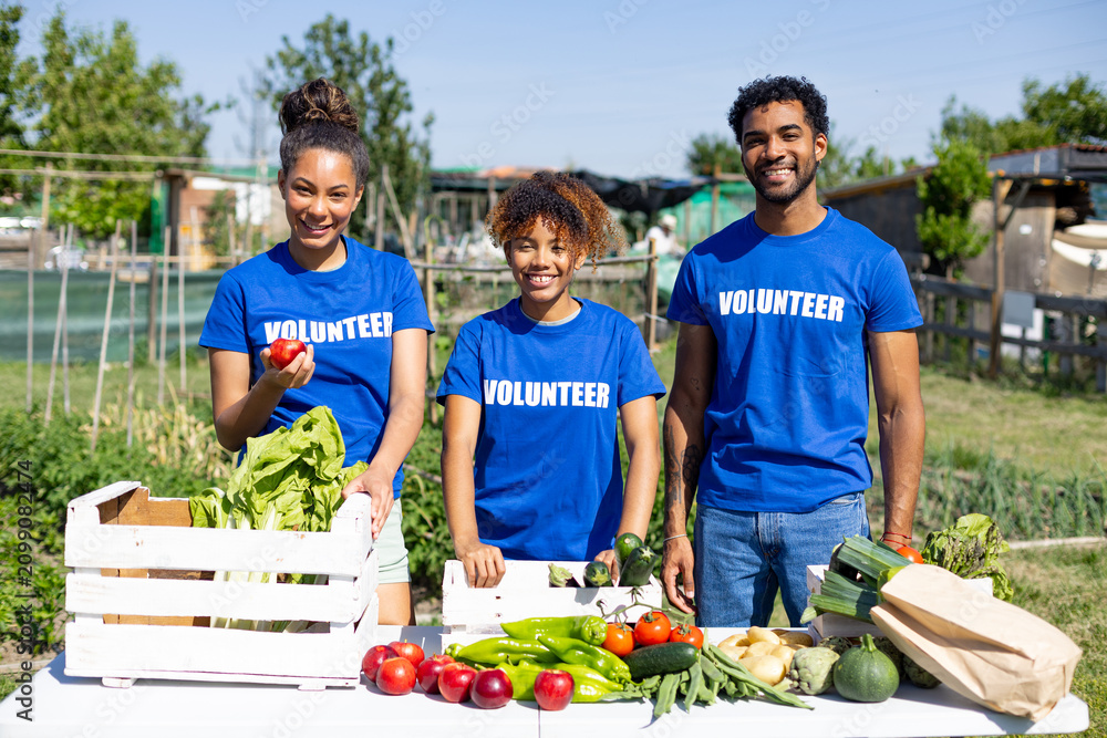 Obraz premium Volunteers organizing fresh produce at community garden
