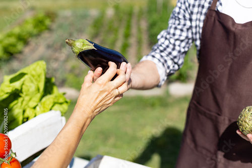 Hands exchanging fresh eggplant at vegetable patch