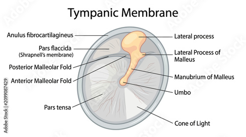 Foto Detailed anatomical illustration of a human eardrum with labeled parts including the manubrium, umbo, and pars flaccida on a white background