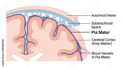 Detailed anatomical illustration of a brain cross-section showing the arachnoid mater, subarachnoid space, pia mater, cerebral cortex, and blood vessels against a clean white background.
