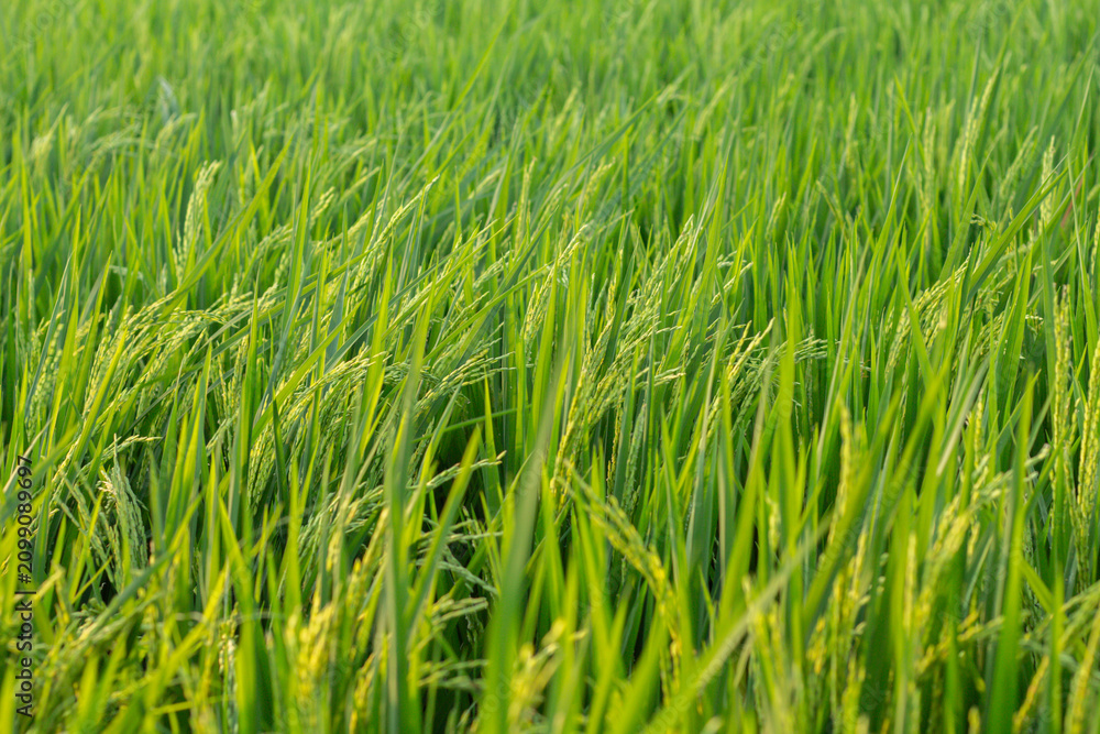 Fototapeta premium a very beautiful view of rice fields and rice plants in the afternoon
