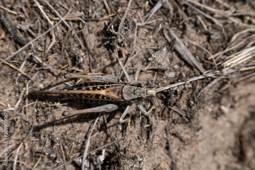Картината върху платно adult male Wart-biter (Decticus verrucivorus) photographed from above in dorsal
