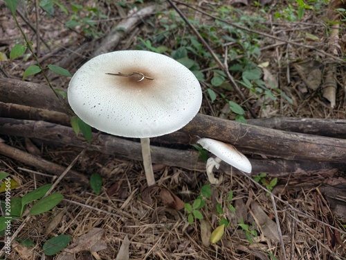 Photography Psilocybe mushroom occurs in buffalo dung.