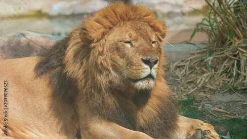 portrait half body of male lion loafing in the afternoon, sleepy look of lion in the zoo