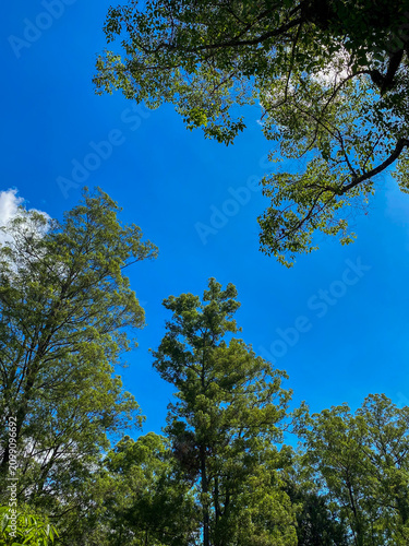 Looking upward at tall green forest trees against a vivid blue sky, creating a peaceful natural canopy scene with lush foliage and fresh outdoor atmosphere.