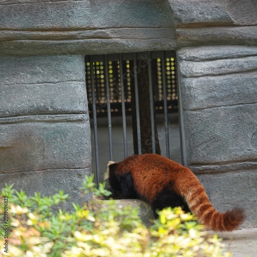back portrait red panda in its habitat in chengdu zoo