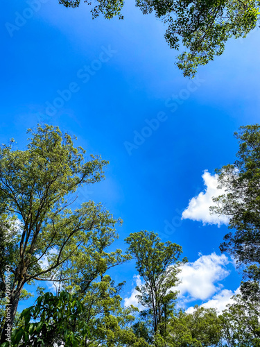 Scenic view of lush green forest canopy under clear blue sky with tall tropical trees and bright sunny weather, natural landscape background with copy space and vibrant outdoor environment.