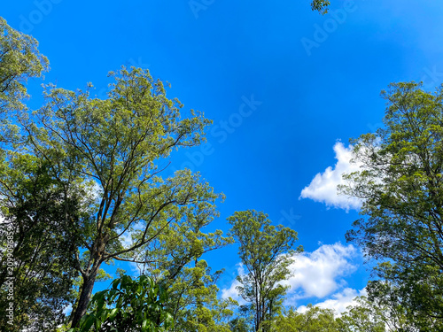 Bright blue sky framed by lush green treetops and soft white clouds, capturing a serene forest atmosphere and natural scenic composition.