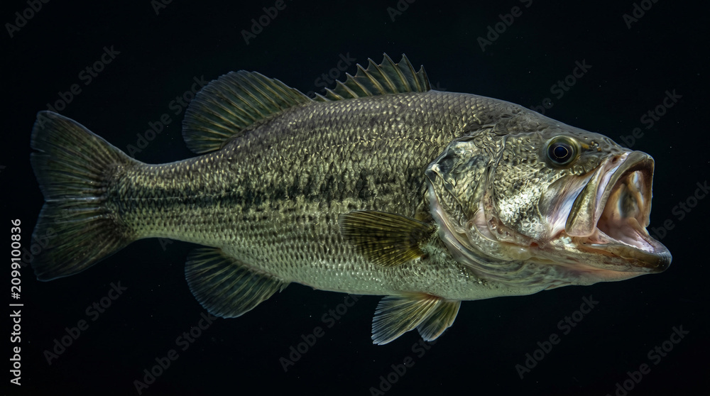 Fototapeta premium Largemouth bass fish isolated on black background.