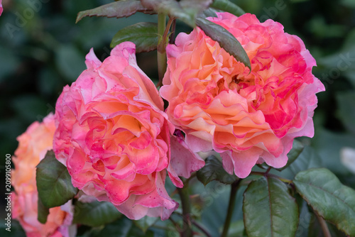 amazing neon pink-apricot peony type roses blossoming at cloudy  day. close up