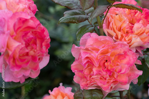 amazing neon pink-apricot peony type roses blossoming at cloudy  day. close up