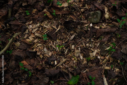 Fotografie Overhead view of forest floor with decaying leaves mulch and small green sprouts