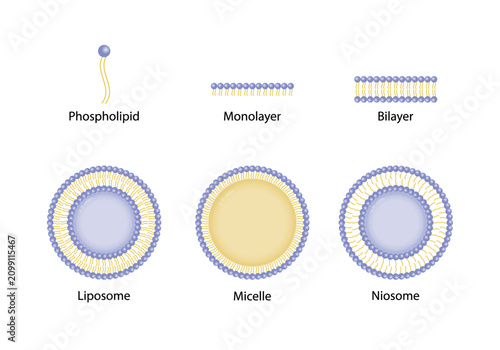 Принти на полотні Liposome structure, phospholipid bilayer with hydrophilic head and hydrophobic tails