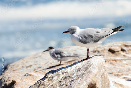 Photos Grey-headed Gull (Chroicocephalus cirrocephalus) at tern roost, Bird Island, Lam